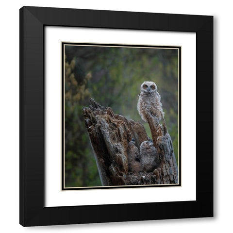 Great Horned Owlets Black Modern Wood Framed Art Print with Double Matting by Galloimages Online