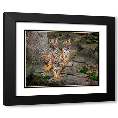 Malayan Tiger Cubs Oil Paint Black Modern Wood Framed Art Print with Double Matting by Galloimages Online