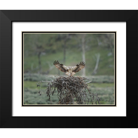 Osprey Lands on Nest With Chick Black Modern Wood Framed Art Print with Double Matting by Galloimages Online