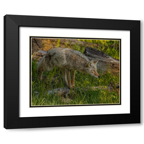 Stalking Coyote YNP Black Modern Wood Framed Art Print with Double Matting by Galloimages Online