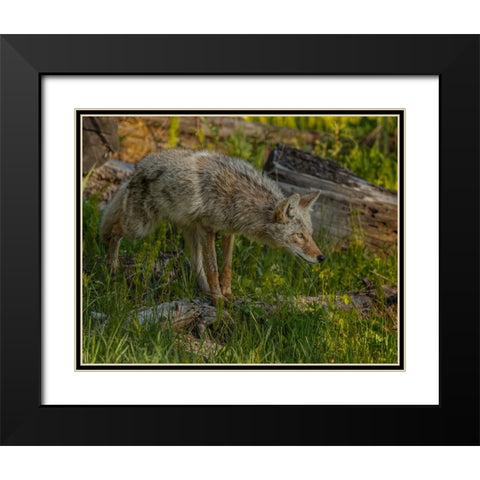 Stalking Coyote YNP Black Modern Wood Framed Art Print with Double Matting by Galloimages Online
