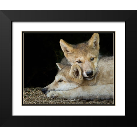 Wolf Pup Brothers Black Modern Wood Framed Art Print with Double Matting by Galloimages Online