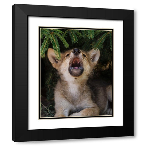 Wolf Pup Howls Black Modern Wood Framed Art Print with Double Matting by Galloimages Online
