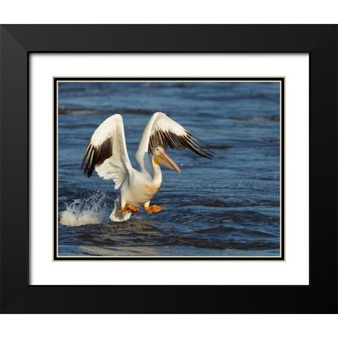 Pelican GIO Black Modern Wood Framed Art Print with Double Matting by Galloimages Online
