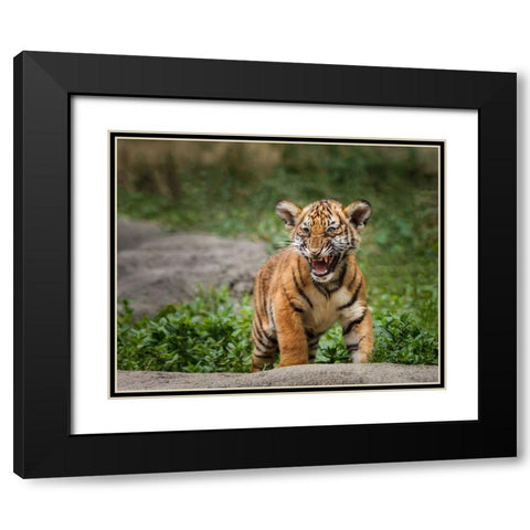Acting Tough Black Modern Wood Framed Art Print with Double Matting by Galloimages Online
