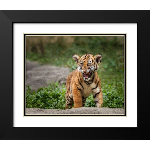 Acting Tough Black Modern Wood Framed Art Print with Double Matting by Galloimages Online