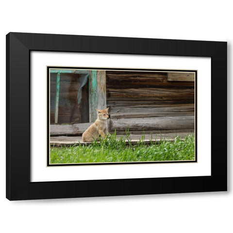 Coyote By Log Cabin Door Black Modern Wood Framed Art Print with Double Matting by Galloimages Online