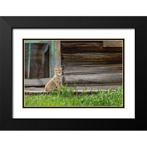 Coyote By Log Cabin Door Black Modern Wood Framed Art Print with Double Matting by Galloimages Online