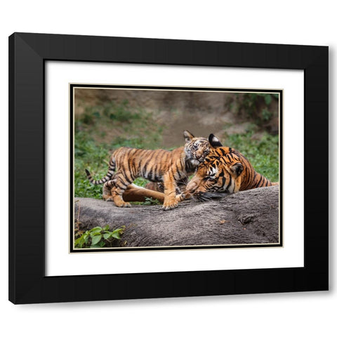 Malayan Tiger Cub: Priceless Black Modern Wood Framed Art Print with Double Matting by Galloimages Online