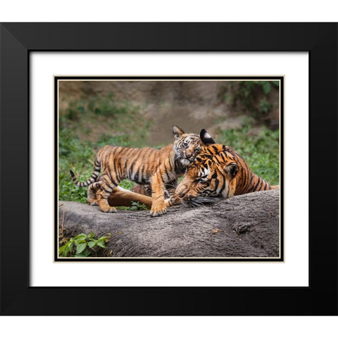Malayan Tiger Cub: Priceless Black Modern Wood Framed Art Print with Double Matting by Galloimages Online