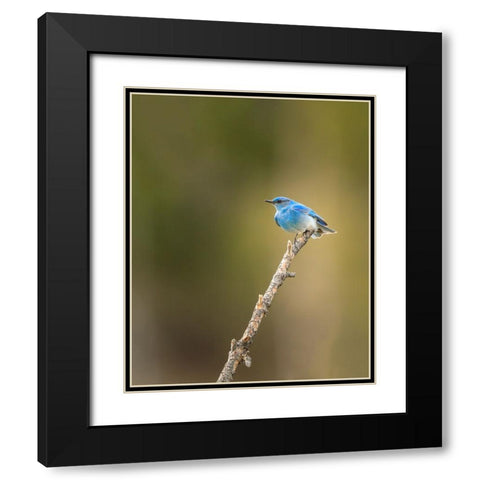 Mountain Blue Bird Black Modern Wood Framed Art Print with Double Matting by Galloimages Online