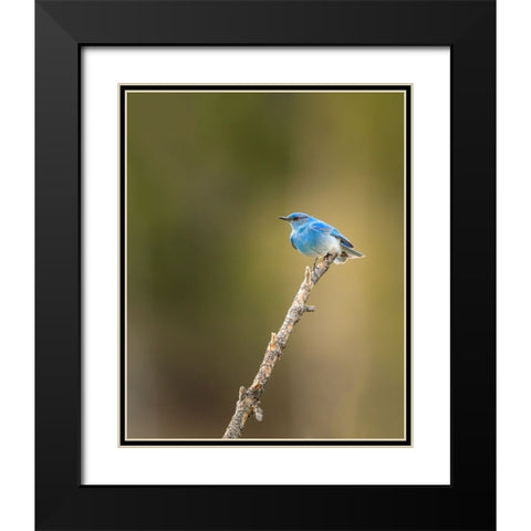 Mountain Blue Bird Black Modern Wood Framed Art Print with Double Matting by Galloimages Online