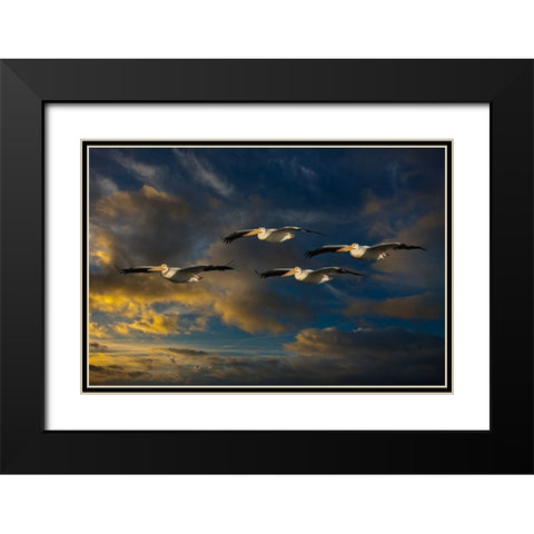 Pelican Foursome Black Modern Wood Framed Art Print with Double Matting by Galloimages Online