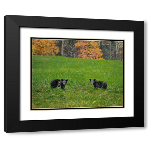 Black Bear Cubs Black Modern Wood Framed Art Print with Double Matting by Galloimages Online