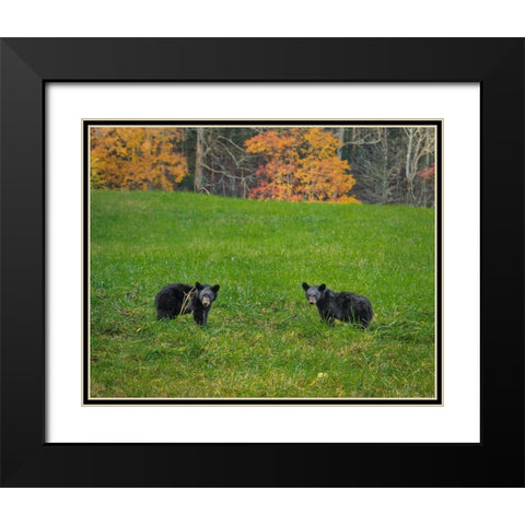 Black Bear Cubs Black Modern Wood Framed Art Print with Double Matting by Galloimages Online