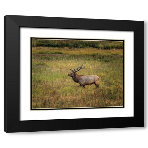 Bull Elk Yellowstone Black Modern Wood Framed Art Print with Double Matting by Galloimages Online
