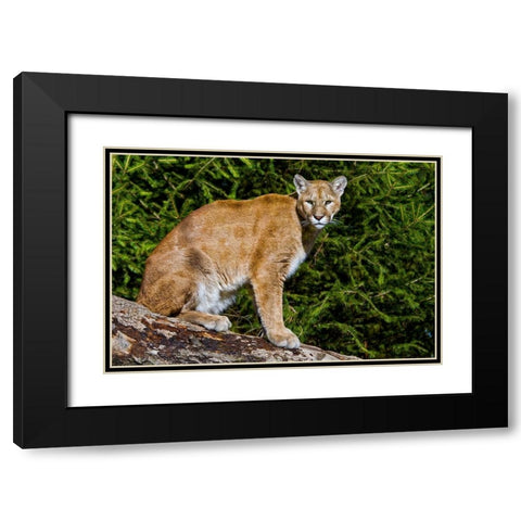 Cougar Black Modern Wood Framed Art Print with Double Matting by Galloimages Online