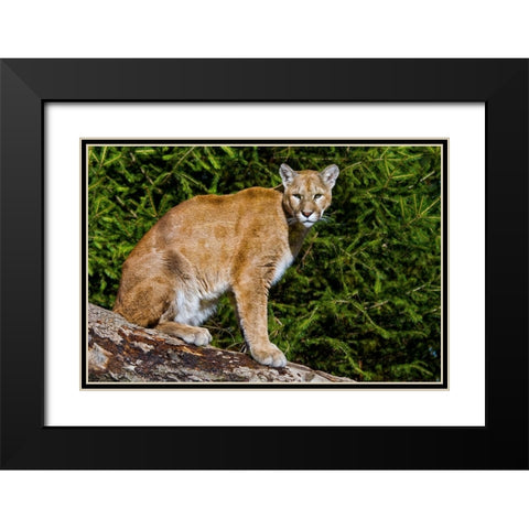 Cougar Black Modern Wood Framed Art Print with Double Matting by Galloimages Online