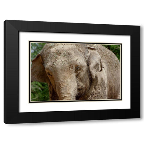 Elephant Black Modern Wood Framed Art Print with Double Matting by Galloimages Online