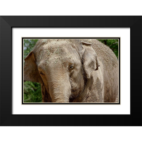 Elephant Black Modern Wood Framed Art Print with Double Matting by Galloimages Online