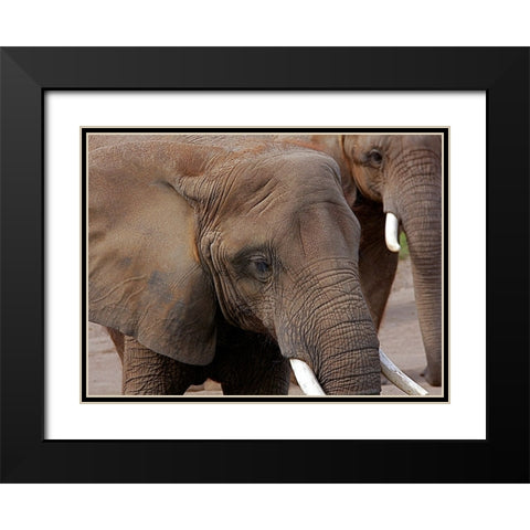 Elephants 2 Black Modern Wood Framed Art Print with Double Matting by Galloimages Online