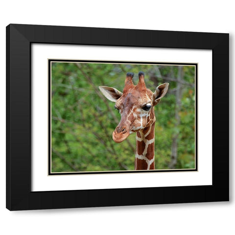 Giraffe Black Modern Wood Framed Art Print with Double Matting by Galloimages Online