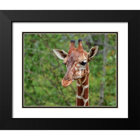 Giraffe Black Modern Wood Framed Art Print with Double Matting by Galloimages Online
