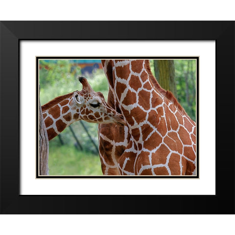 Giraffe And Calf Black Modern Wood Framed Art Print with Double Matting by Galloimages Online