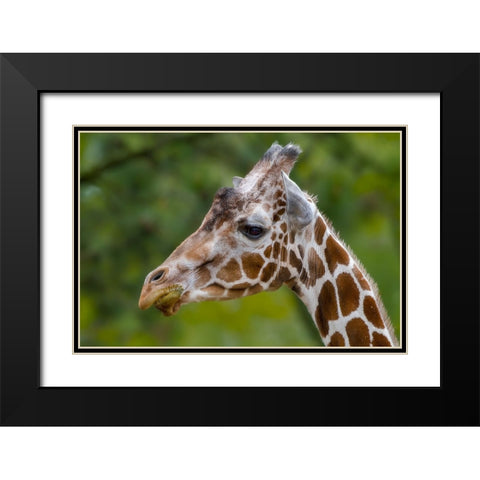 Giraffe Portrait Black Modern Wood Framed Art Print with Double Matting by Galloimages Online