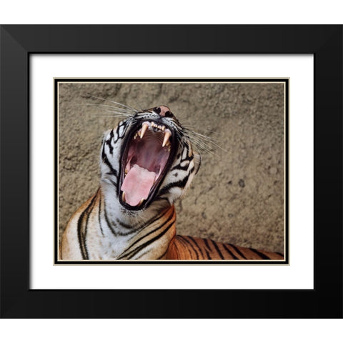 Malayan Tigress Yawn Black Modern Wood Framed Art Print with Double Matting by Galloimages Online