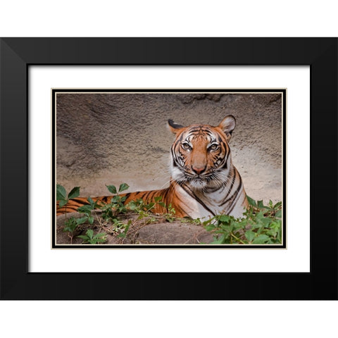 Malayan Tigress Black Modern Wood Framed Art Print with Double Matting by Galloimages Online