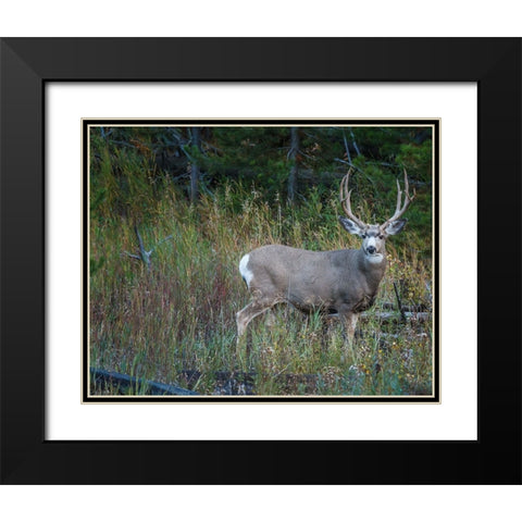 Mule Deer Buck Black Modern Wood Framed Art Print with Double Matting by Galloimages Online