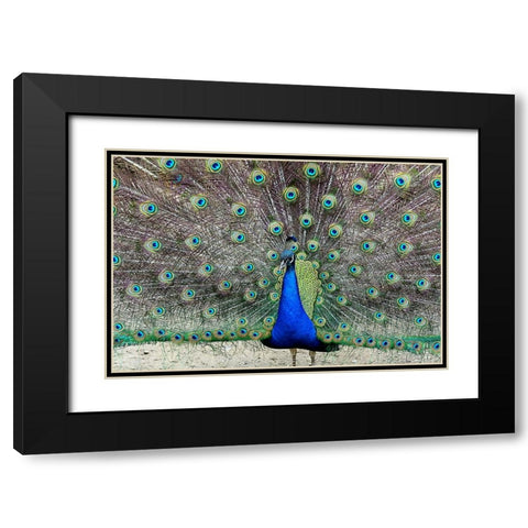 Peacock 1 Black Modern Wood Framed Art Print with Double Matting by Galloimages Online