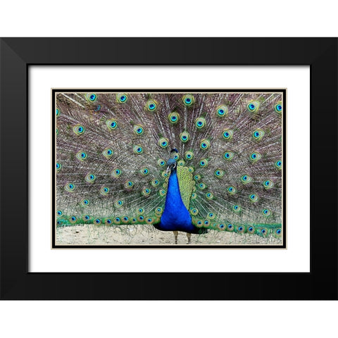 Peacock 1 Black Modern Wood Framed Art Print with Double Matting by Galloimages Online