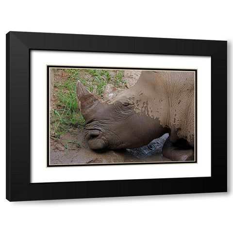 Rhino Black Modern Wood Framed Art Print with Double Matting by Galloimages Online