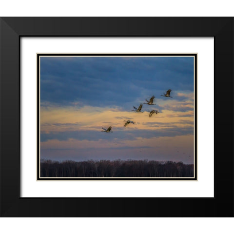 Sandhill Cranes At Sunrise Black Modern Wood Framed Art Print with Double Matting by Galloimages Online