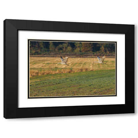 Sandhills Take Flight Black Modern Wood Framed Art Print with Double Matting by Galloimages Online