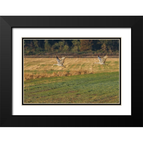 Sandhills Take Flight Black Modern Wood Framed Art Print with Double Matting by Galloimages Online