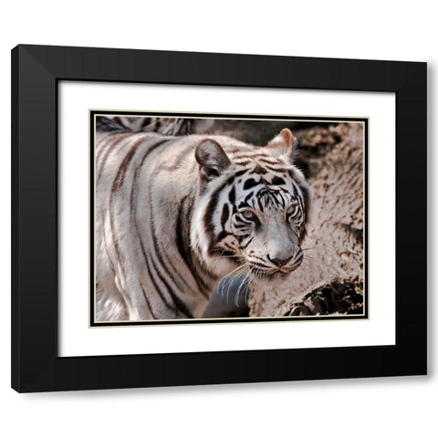 White Tiger 2 Black Modern Wood Framed Art Print with Double Matting by Galloimages Online