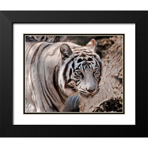 White Tiger 2 Black Modern Wood Framed Art Print with Double Matting by Galloimages Online