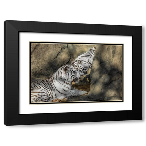 White Tiger Headbutt Black Modern Wood Framed Art Print with Double Matting by Galloimages Online