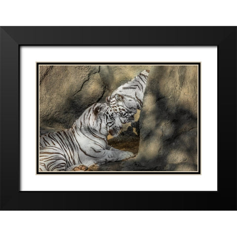 White Tiger Headbutt Black Modern Wood Framed Art Print with Double Matting by Galloimages Online