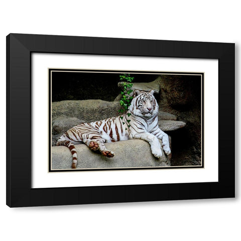 White Tiger Black Modern Wood Framed Art Print with Double Matting by Galloimages Online