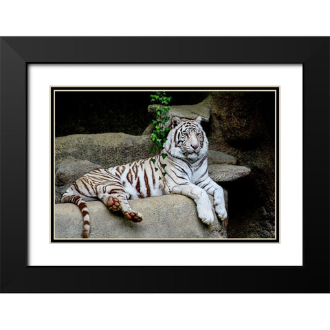 White Tiger Black Modern Wood Framed Art Print with Double Matting by Galloimages Online