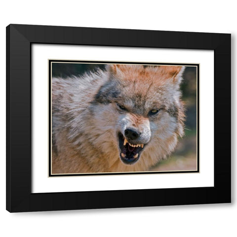 Wolf Black Modern Wood Framed Art Print with Double Matting by Galloimages Online