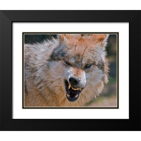 Wolf Black Modern Wood Framed Art Print with Double Matting by Galloimages Online