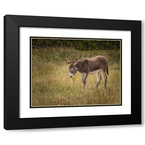 Young Burro Black Modern Wood Framed Art Print with Double Matting by Galloimages Online
