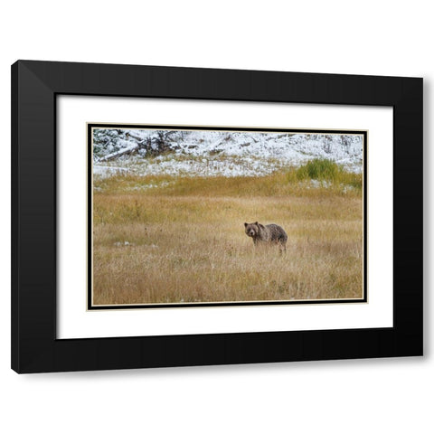 Young Grizzly In Yellowstone Black Modern Wood Framed Art Print with Double Matting by Galloimages Online