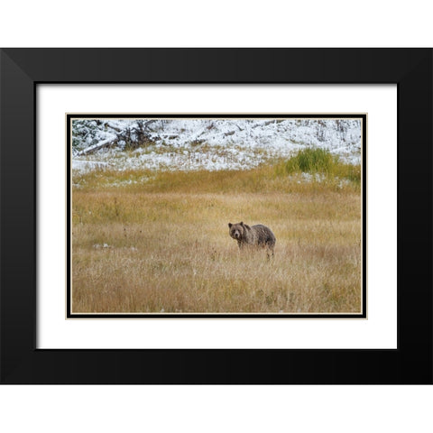 Young Grizzly In Yellowstone Black Modern Wood Framed Art Print with Double Matting by Galloimages Online