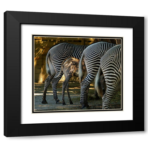 Zebra Bottoms Black Modern Wood Framed Art Print with Double Matting by Galloimages Online
